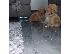 PoulaTo: Labradoodle